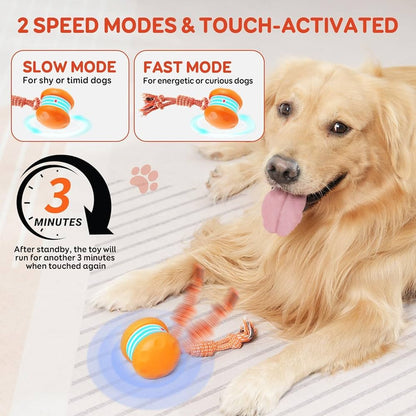 Kiorvyn – Keeping Your Fur Baby Relaxed, Happy & Content 🐶 & 🐱